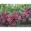 Dried fruits production line